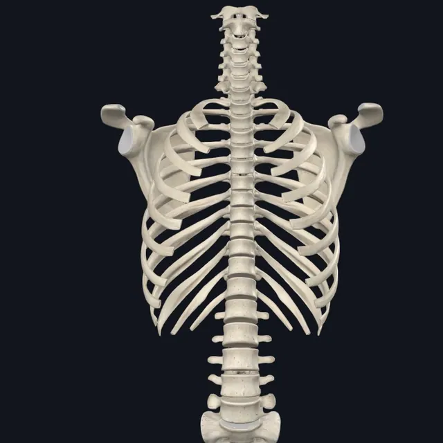 Gambar anatomi tulang belakang dan rangka torso