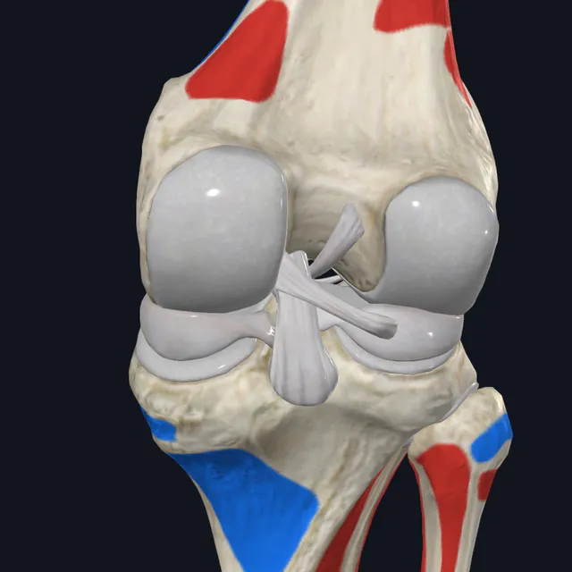 Gambar anatomi ligamen dan sendi lutut untuk kecederaan sukan