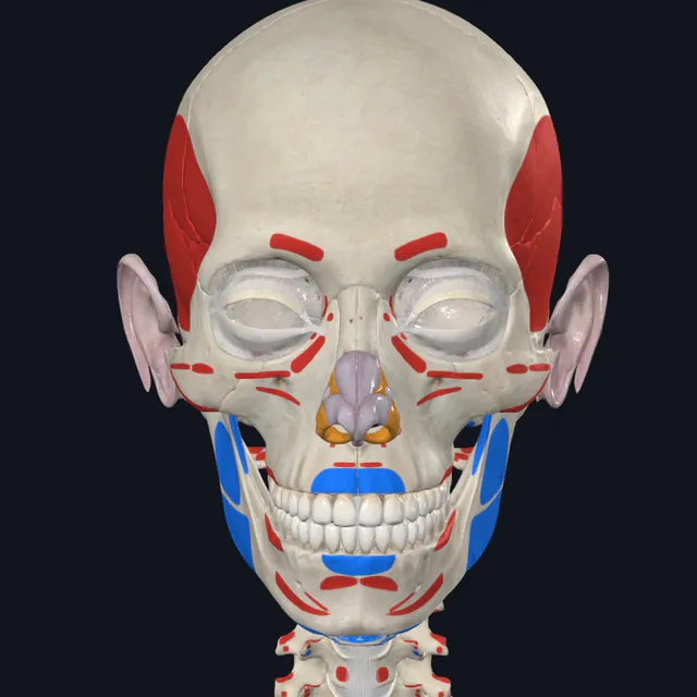 Gambar anatomi kepala dan struktur muka untuk bahagian rehabilitasi strok