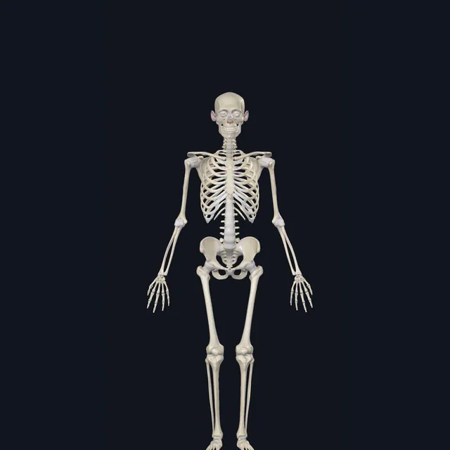 Gambar anatomi rangka seluruh badan